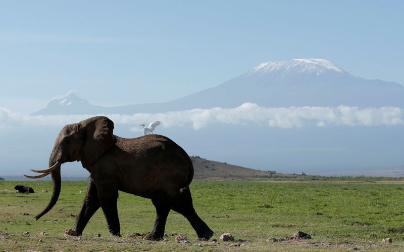 FOTO DE ARCHIVO. Un elegante atraviesa un campo en el Parque Nacional de Amboseli con el Monte Kilimanjaro de fondo. Marzo, 2017. REUTERS/Goran Tomasevic