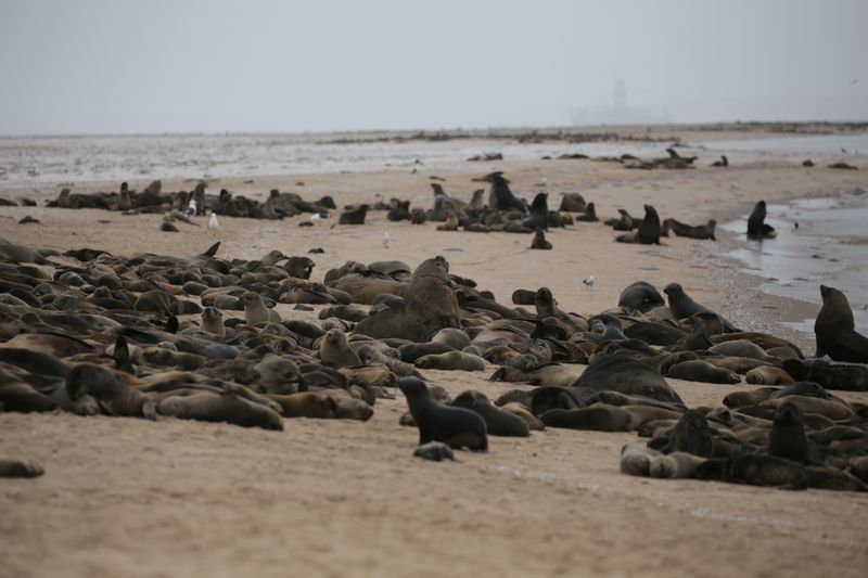 Imagen de la playa cercana a Pelican Point en Namibia donde fueron halladas miles de focas muertas. Octubre 13, 2020. Namibia Dolphin Project/Handout via REUTERS. ATENCIÓN EDITORES: ESTA IMAGEN FUE PROVISTA POR UNA TERCERA PARTE