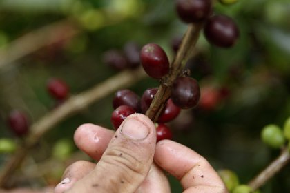 Colombia es el mayor productor mundial de caf&#233; ar&#225;bigo suave lavado y de su actividad devengan el sustento unas 560.000 familias campesinas. EFE/Luis Eduardo Noriega A/Archivo

