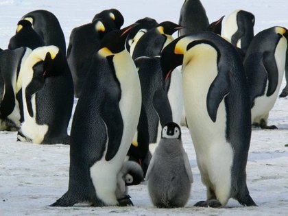 La investigadora argentina María Mercedes Santos trabaja en la biología reproductiva y ecología trófica de pingüinos pygoscélidos, del Programa de Monitoreo del Ecosistema de la Comisión para la Conservación de los Recursos Vivos marinos Antárticos