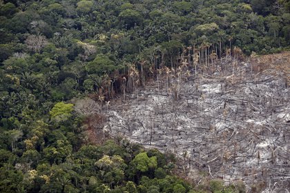 Colombia perdió 158.894 hectáreas de bosques en 2019 por la deforestación EFE/ Mauricio Dueñas / Archivo
